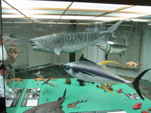 Eindrücke vom Meeresmuseum