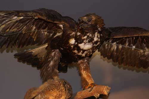 Steinadler im Alpinarium