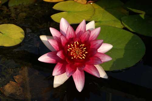 Eindrücke vom Garten Park Sigurtà