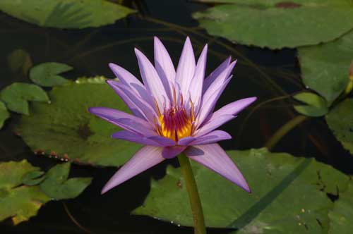 Eindrücke vom Garten Park Sigurtà